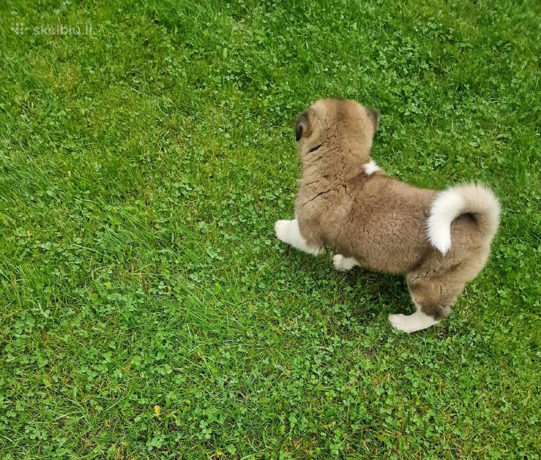 Amerikiečiu akita šuniukai - nuotraukos Nr. 4