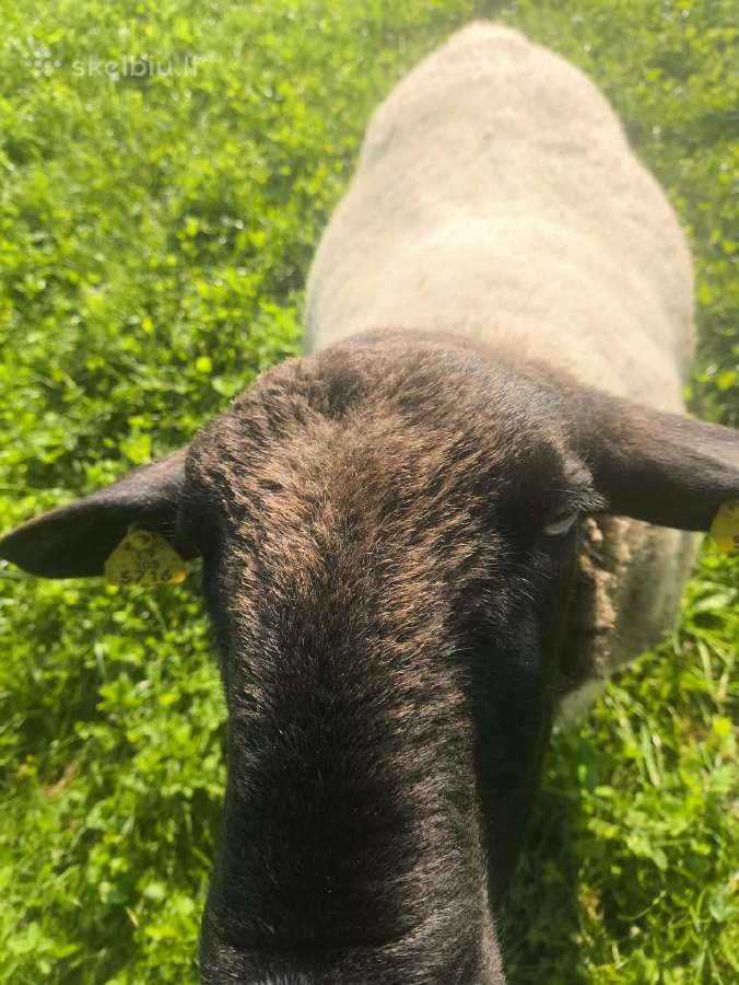 Parduodamas avinas, aviniukas - nuotraukos Nr. 2