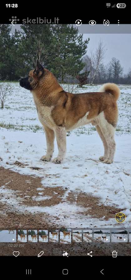 Amerikiečiu akita šuniukai - nuotraukos Nr. 6