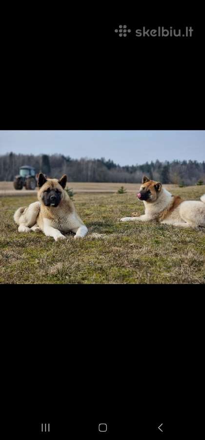 Amerikiečių akita šuniukas - nuotraukos Nr. 8