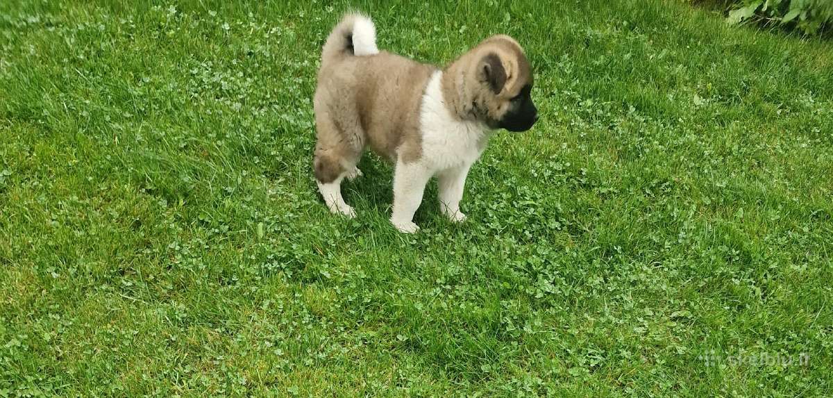 Amerikiečiu akita šuniukai - nuotraukos Nr. 9