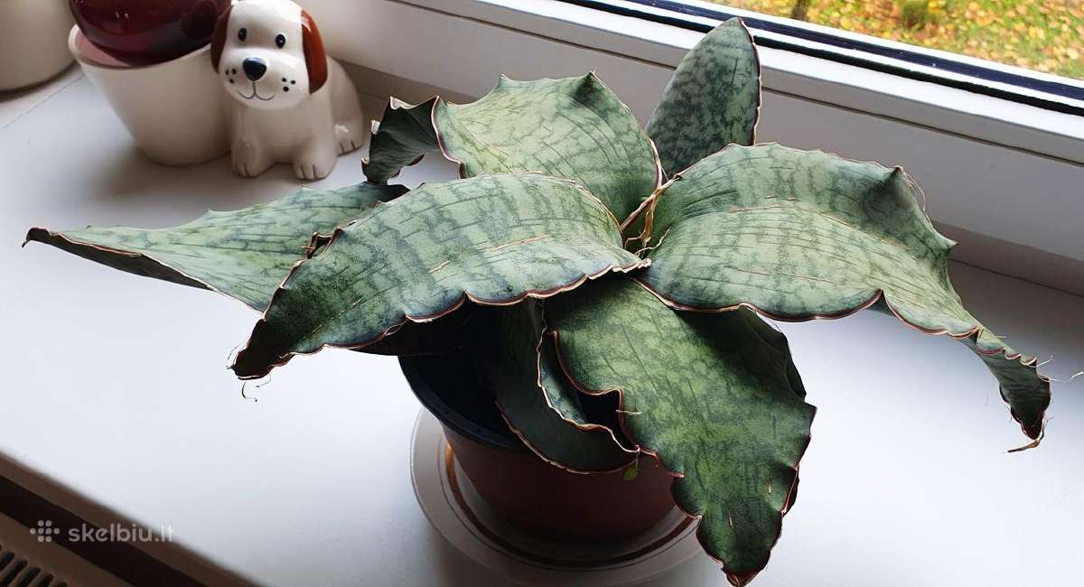 Didelis sukulentas - nuotraukos Nr. 2