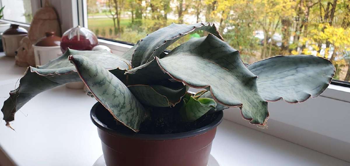 Didelis sukulentas - nuotraukos Nr. 3