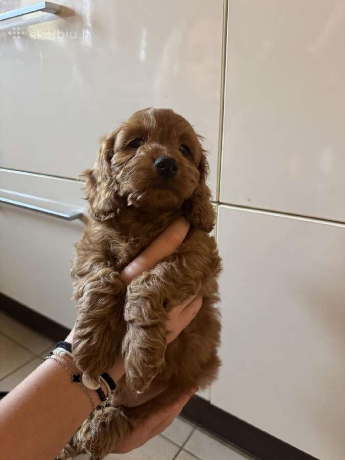 Cockapoo paskutinis berniukas - nuotraukos Nr. 2