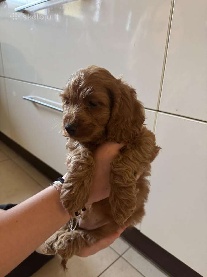 Cockapoo paskutinis berniukas - nuotraukos Nr. 6