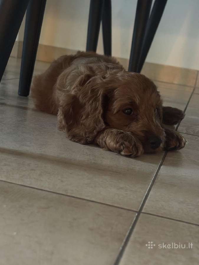 Cockapoo paskutinis berniukas - nuotraukos Nr. 7