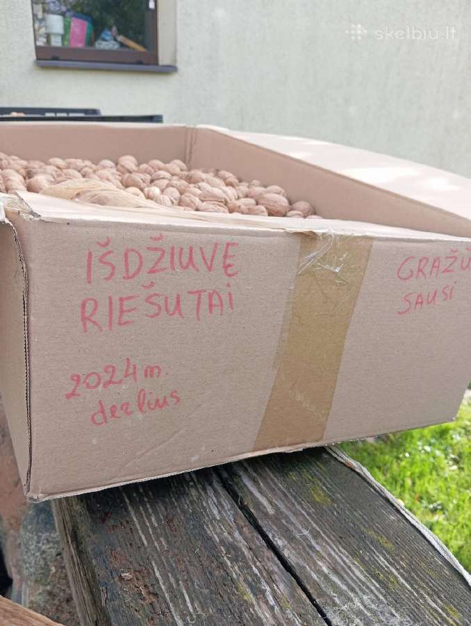 Graikiniai riešutai - nuotraukos Nr. 3