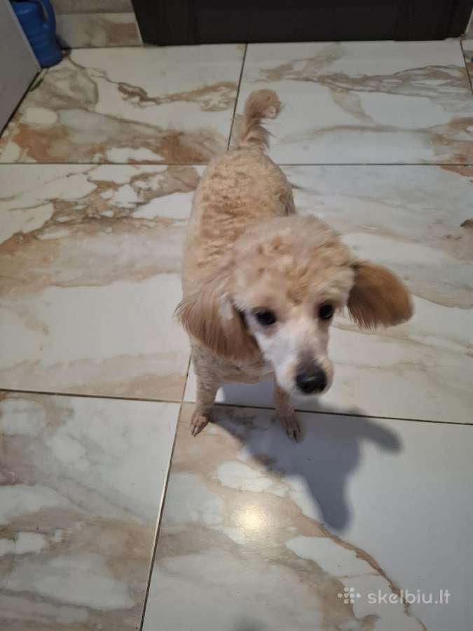 Maltipoo - nuotraukos Nr. 7
