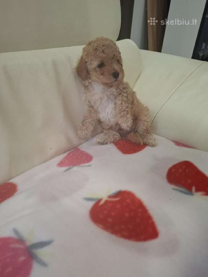 Maltipoo - nuotraukos Nr. 2