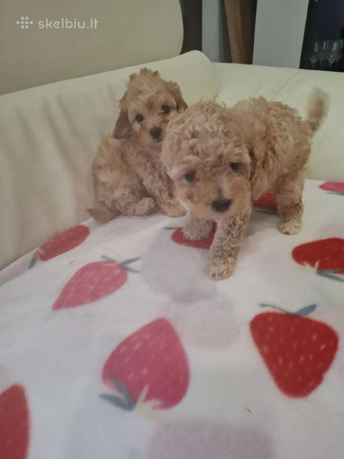 Maltipoo - nuotraukos Nr. 3