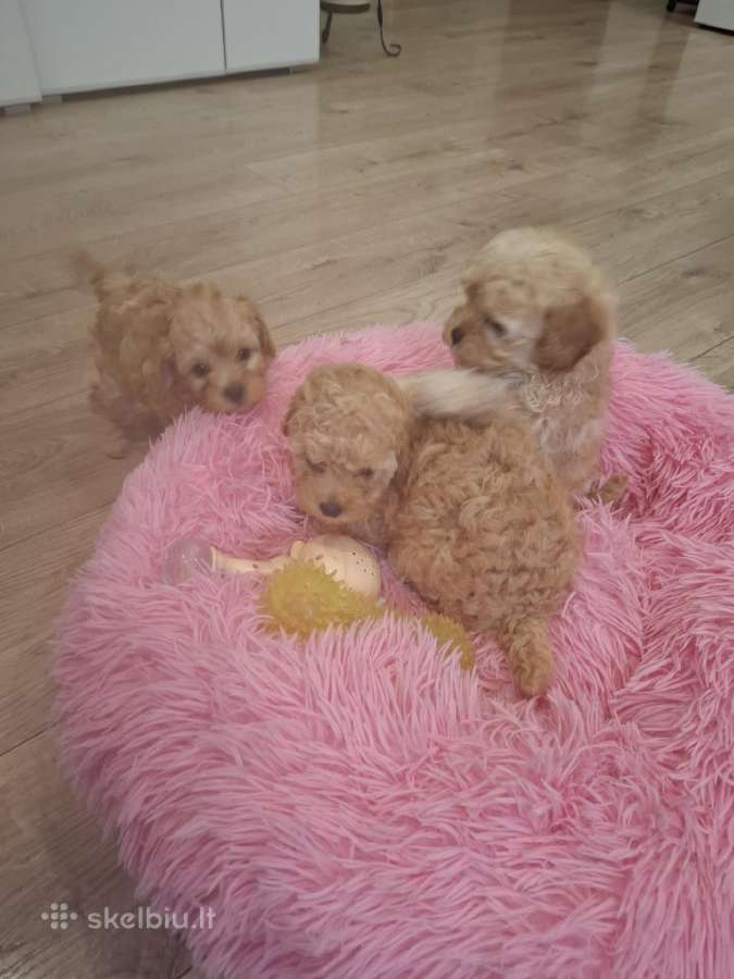 Maltipoo - nuotraukos Nr. 4