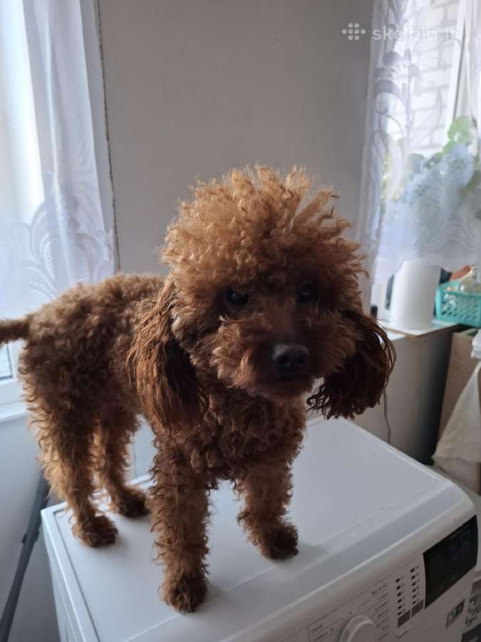 Maltipoo - nuotraukos Nr. 8