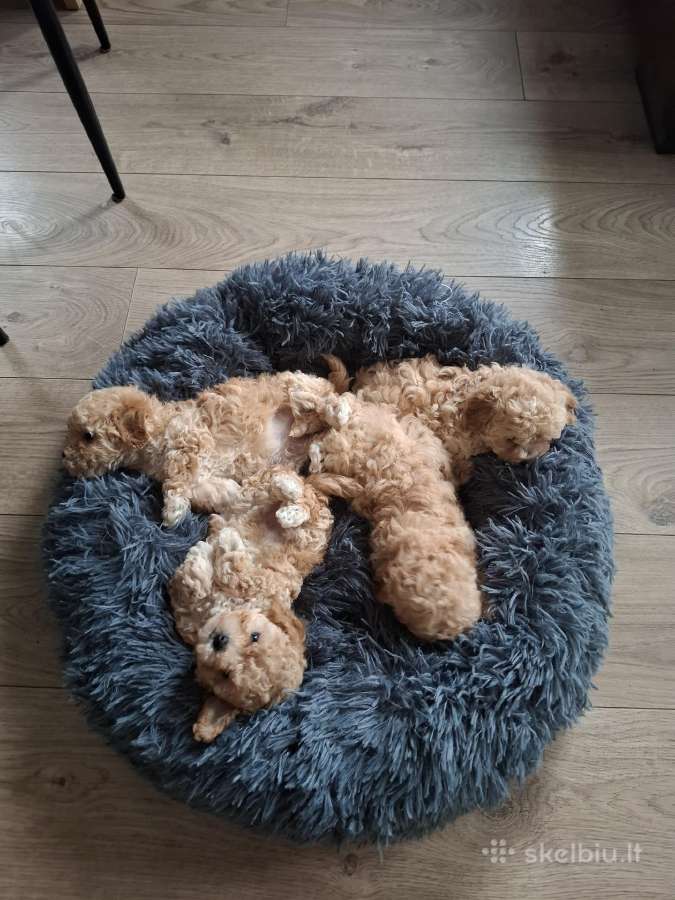 Maltipoo - nuotraukos Nr. 5