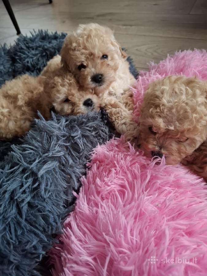 Maltipoo - nuotraukos Nr. 6