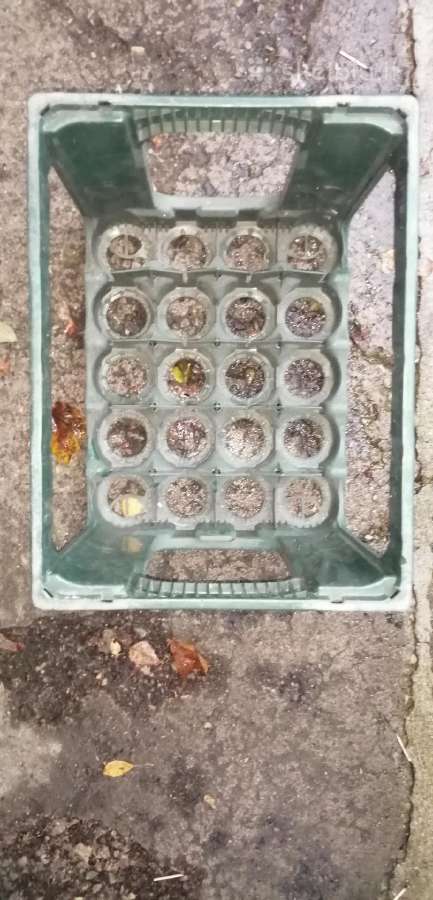 Dėžės plastikinės buteliams - nuotraukos Nr. 2