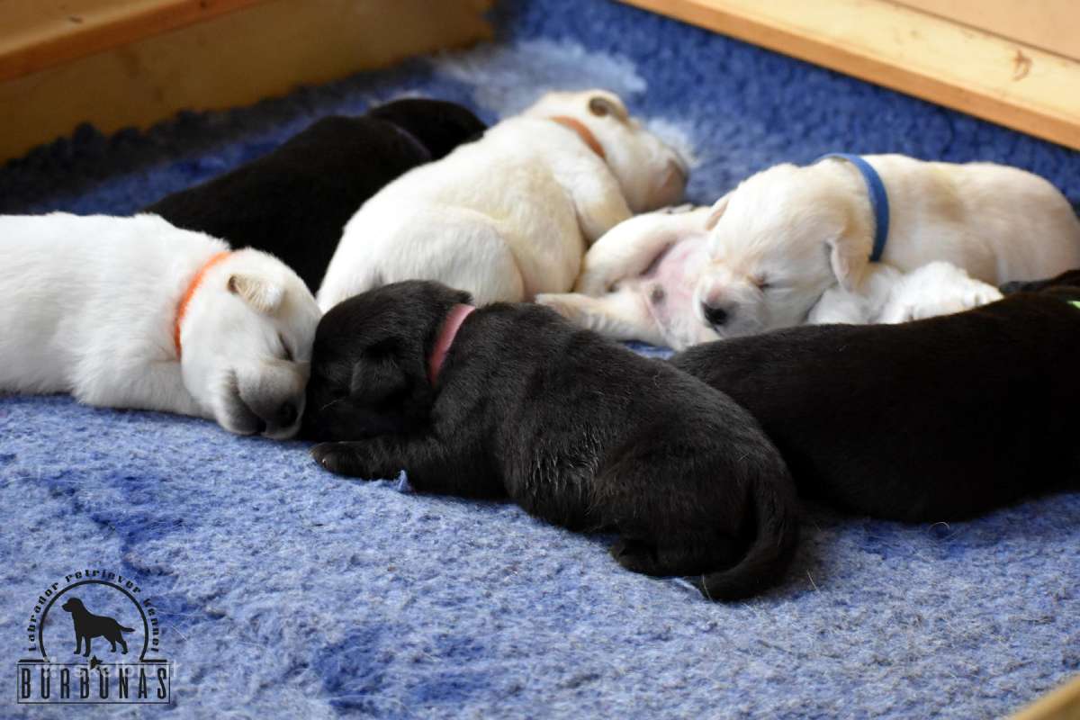 Labradorų veislynas "Burbonas" - nuotraukos Nr. 2