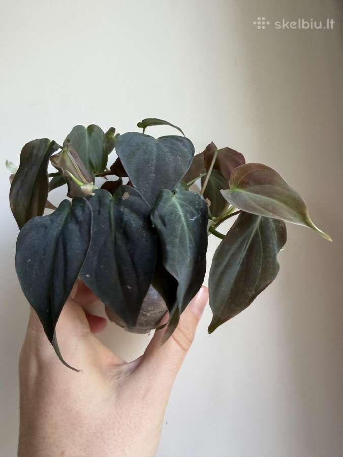Filodendrai, epipremnum, monstera - nuotraukos Nr. 2