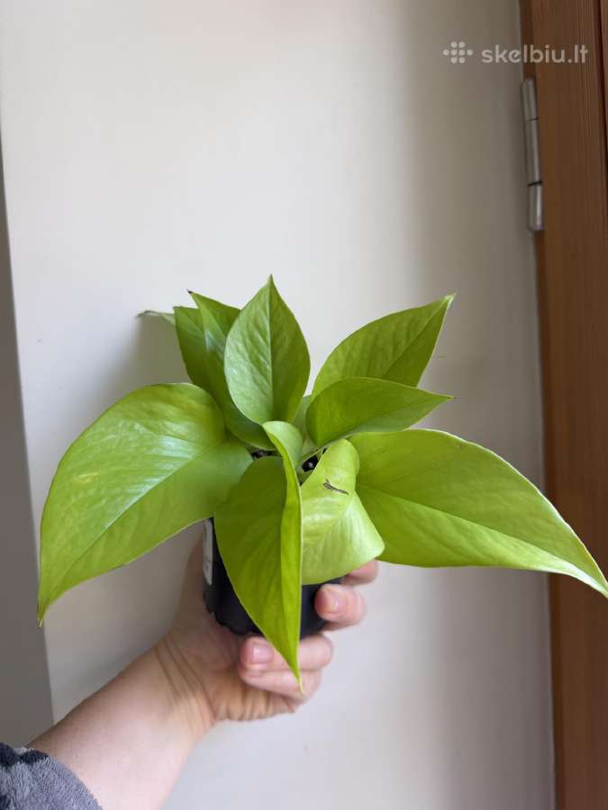 Filodendrai, epipremnum, monstera - nuotraukos Nr. 3