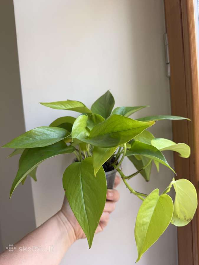 Filodendrai, epipremnum, monstera - nuotraukos Nr. 4