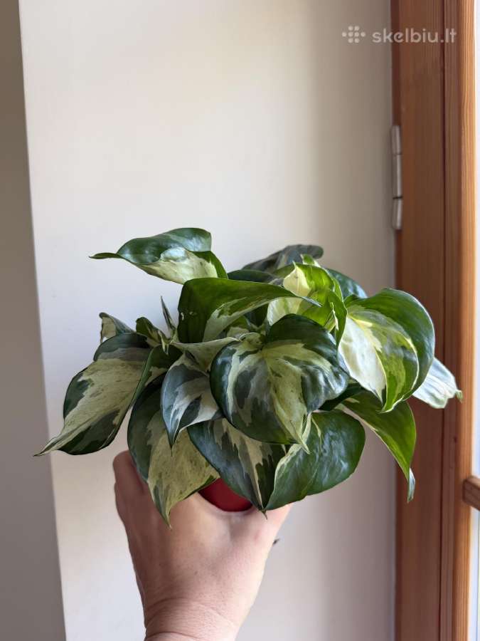 Filodendrai, epipremnum, monstera - nuotraukos Nr. 5