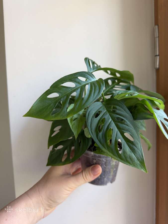 Filodendrai, epipremnum, monstera - nuotraukos Nr. 6