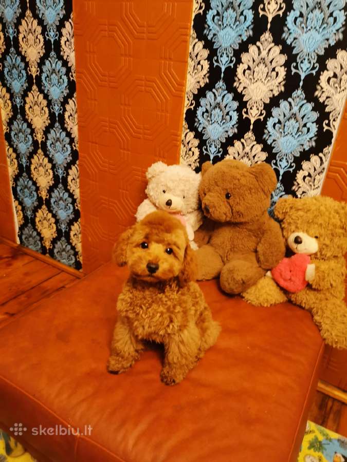 Toy pudeliukas trijų mėnesių - nuotraukos Nr. 4