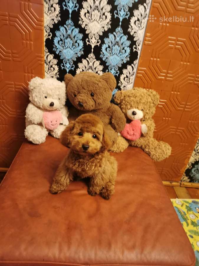 Toy pudeliukas trijų mėnesių - nuotraukos Nr. 2