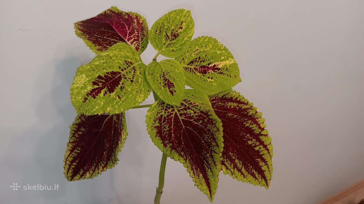 Margenis šaknydinimui, 49 cm - nuotraukos Nr. 2