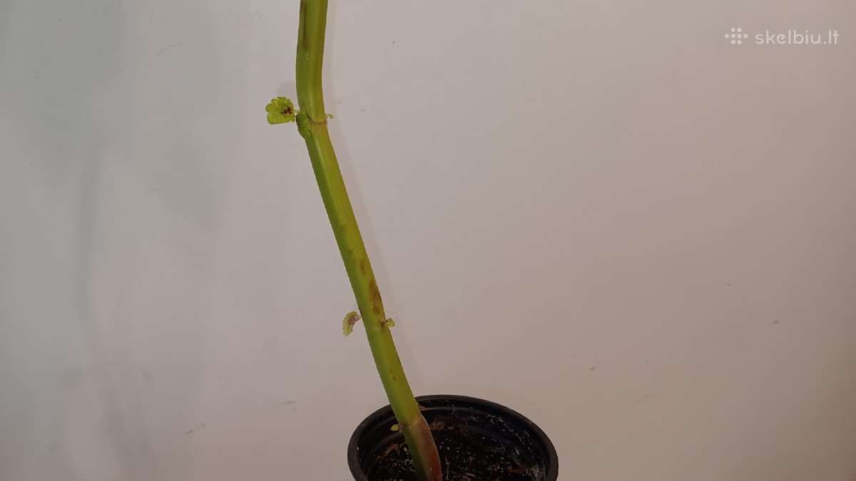 Margenis šaknydinimui, 49 cm - nuotraukos Nr. 3
