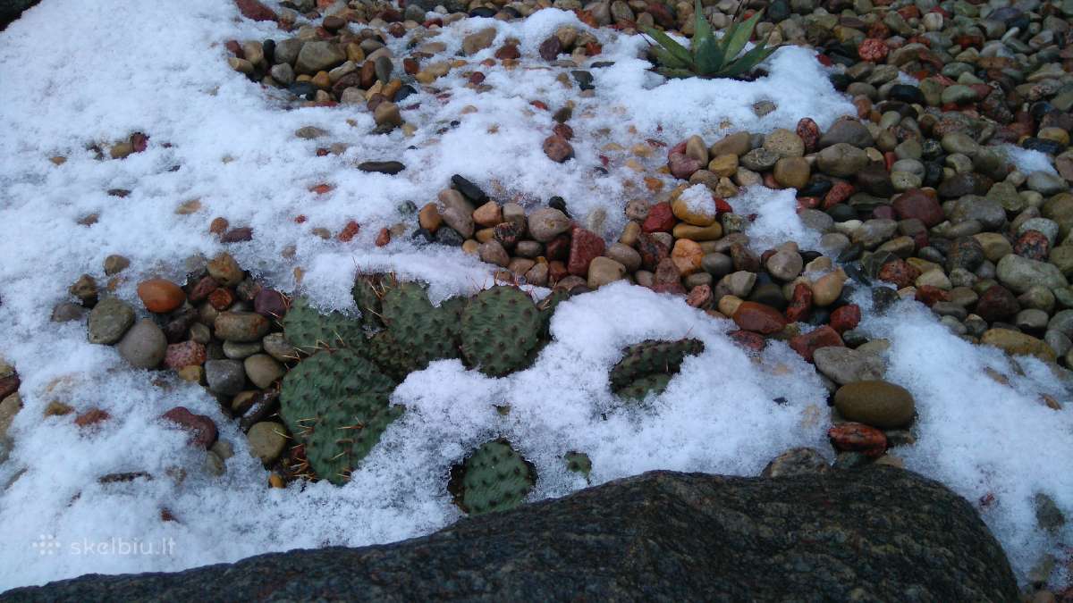 Lauke žiemojantys kaktusai opuncijos.kaina nuo 5eu - nuotraukos Nr. 9
