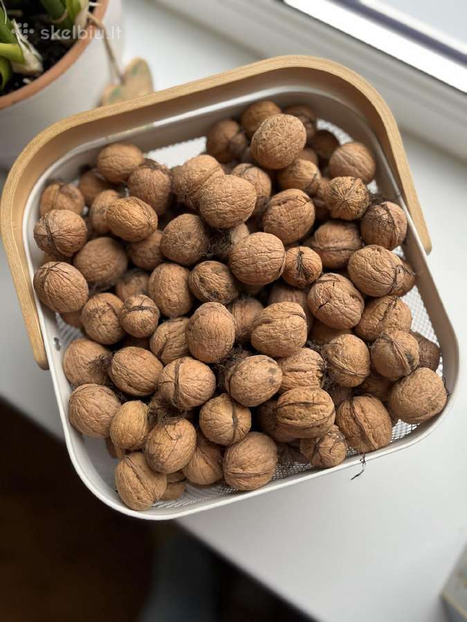 Graikiniai riešutai - nuotraukos Nr. 2
