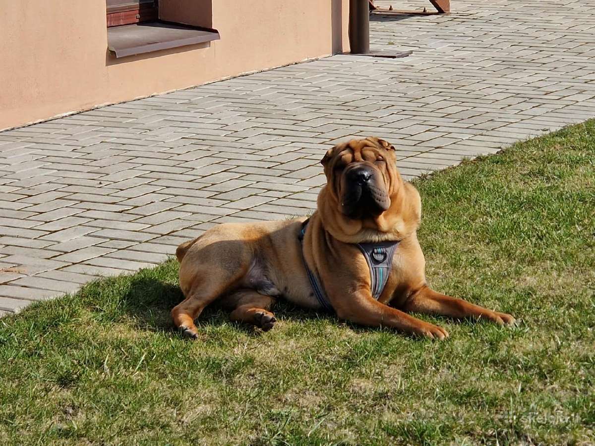 Patinėlis ieško draugės romantiškiems pasimatymams - nuotraukos Nr. 2