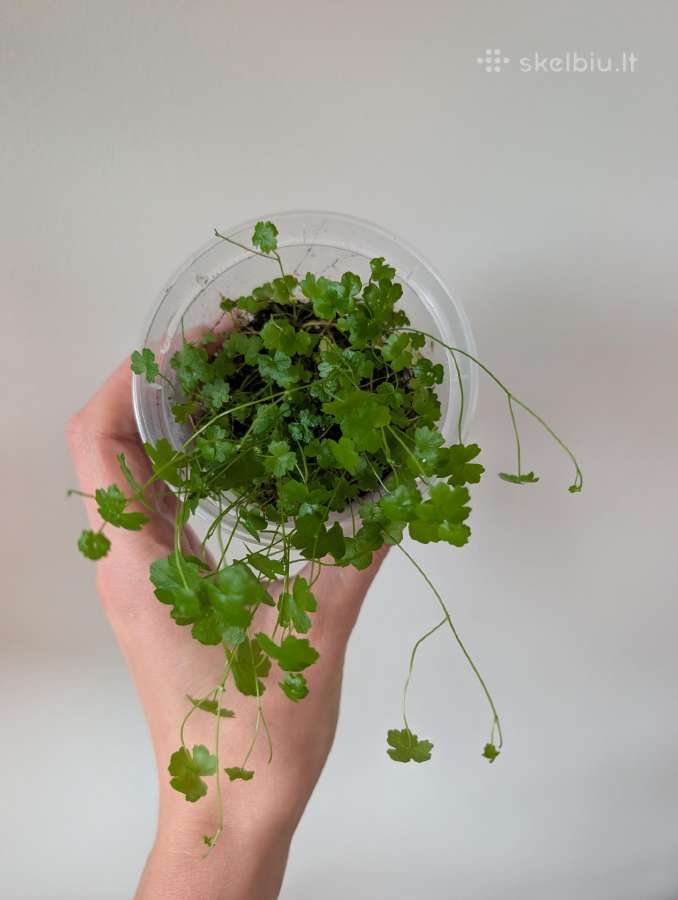 Hydrocotyle tripartita terariumams - nuotraukos Nr. 3