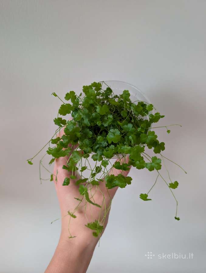 Hydrocotyle tripartita terariumams - nuotraukos Nr. 2