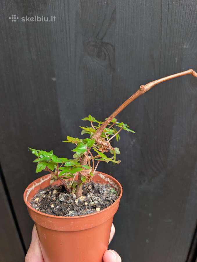 Begonia dregeii - nuotraukos Nr. 2