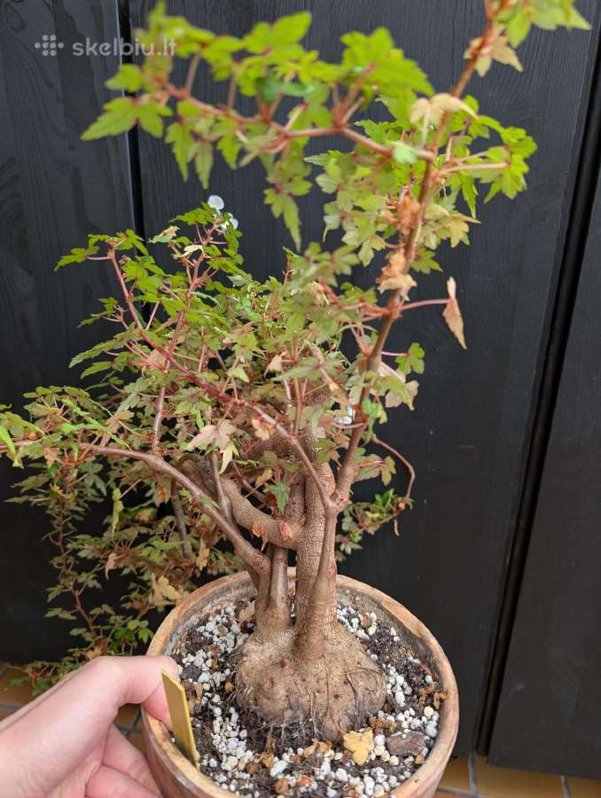Begonia dregeii - nuotraukos Nr. 4
