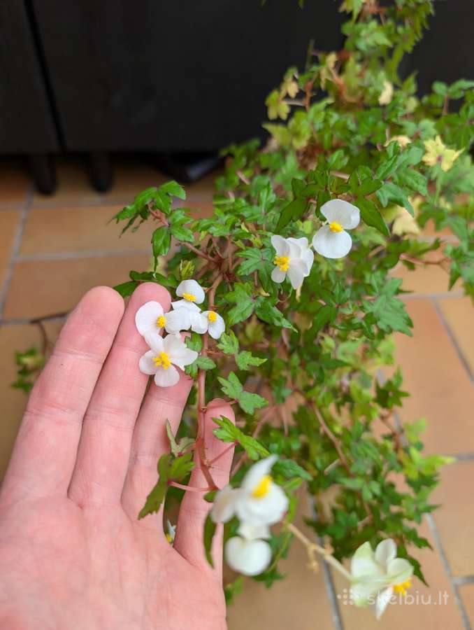 Begonia dregeii - nuotraukos Nr. 3