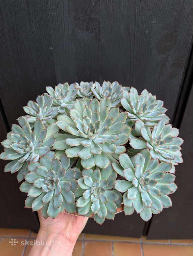 Echeveria - nuotraukos Nr. 2
