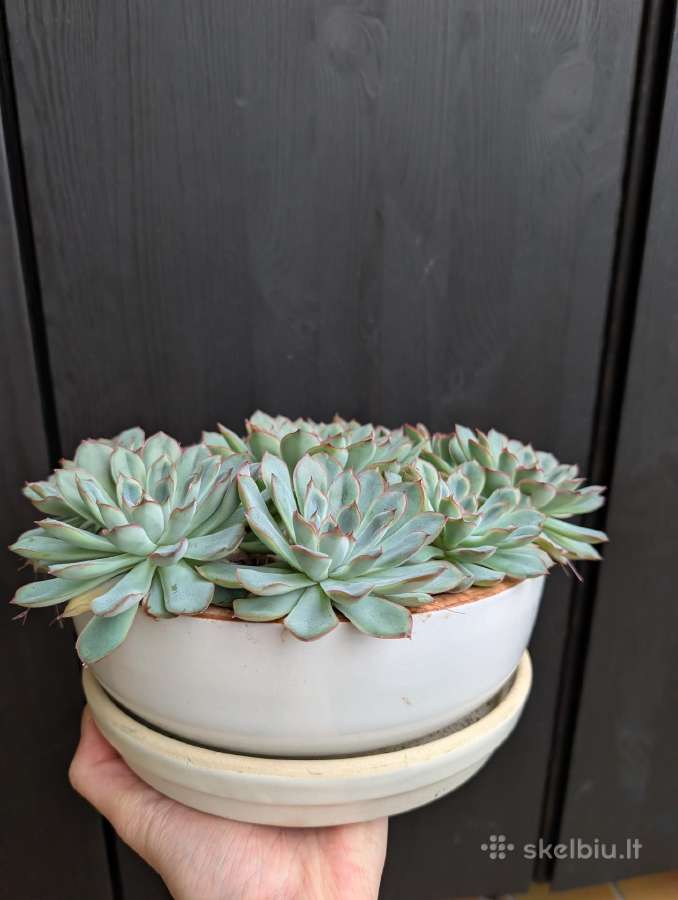 Echeveria - nuotraukos Nr. 3