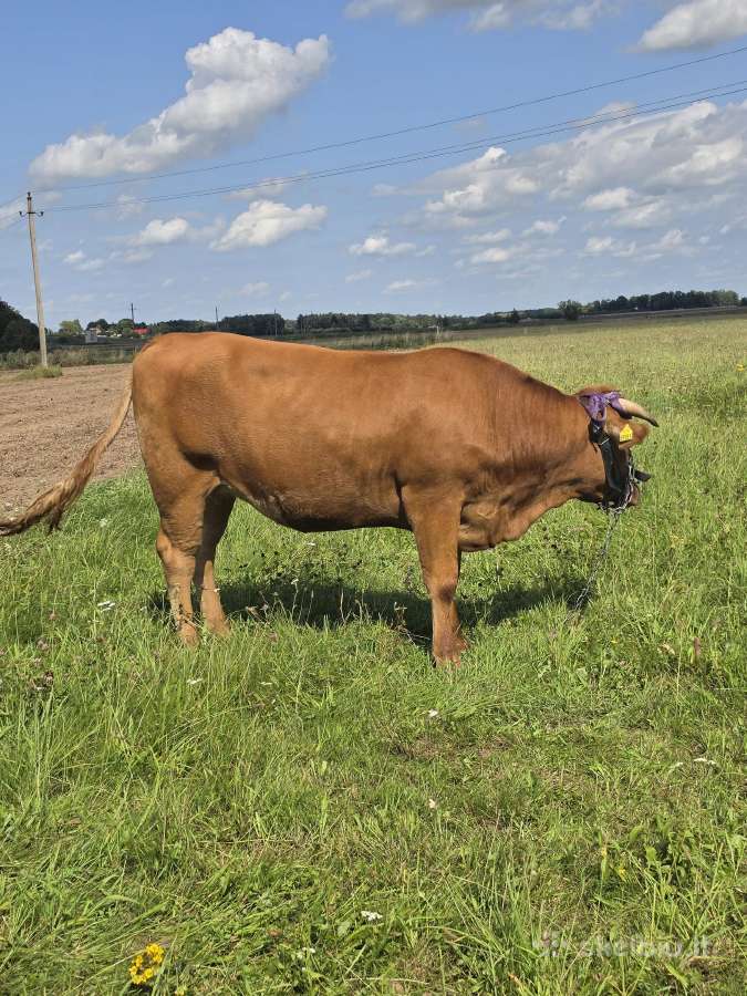 Veršinga mėsinė telyčia - nuotraukos Nr. 2