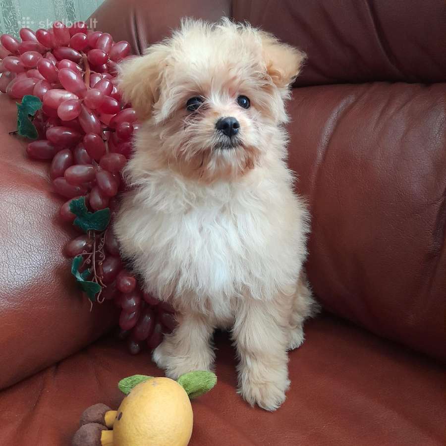 Pomapoo Mergytės - nuotraukos Nr. 3