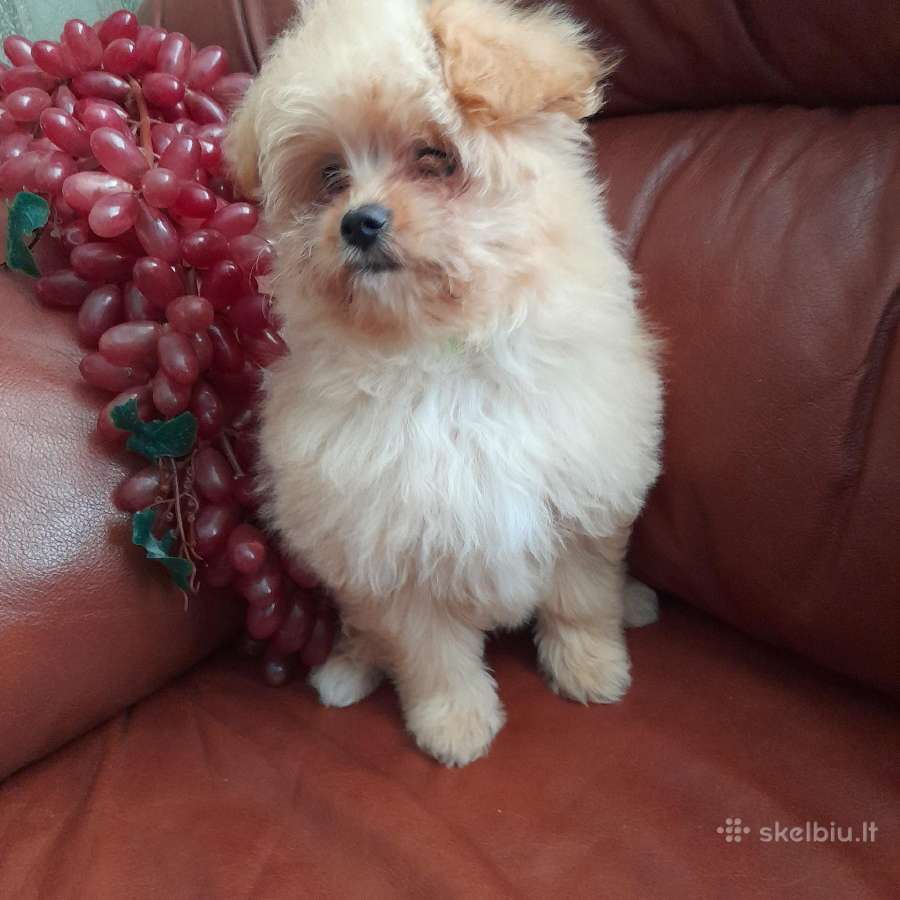 Pomapoo Mergytės - nuotraukos Nr. 4