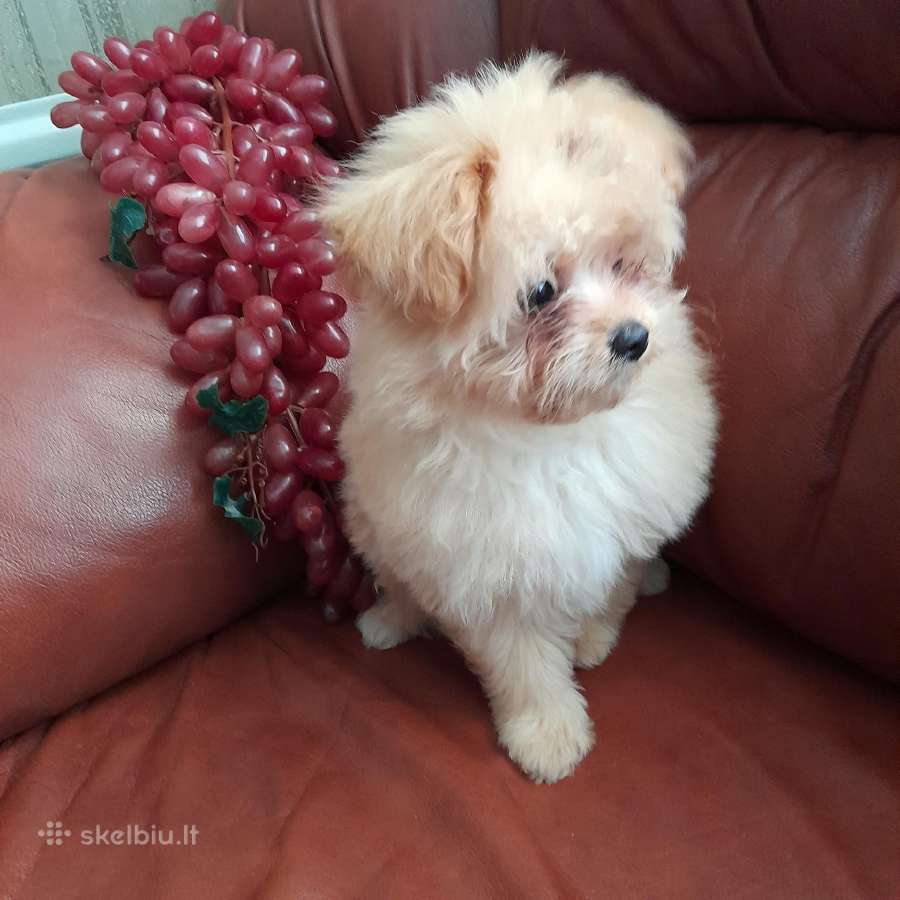 Pomapoo Mergytės - nuotraukos Nr. 5
