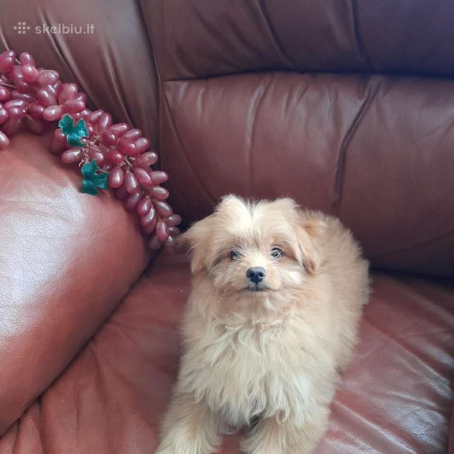 Pomapoo Mergytės - nuotraukos Nr. 7