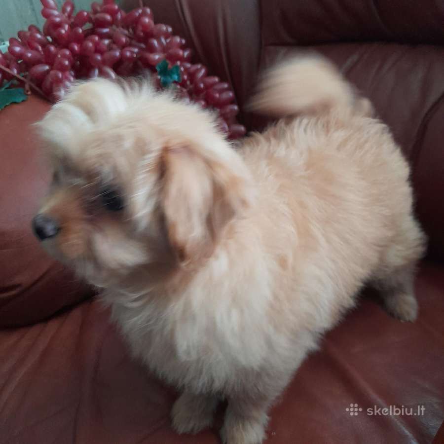 Pomapoo Mergytės - nuotraukos Nr. 9