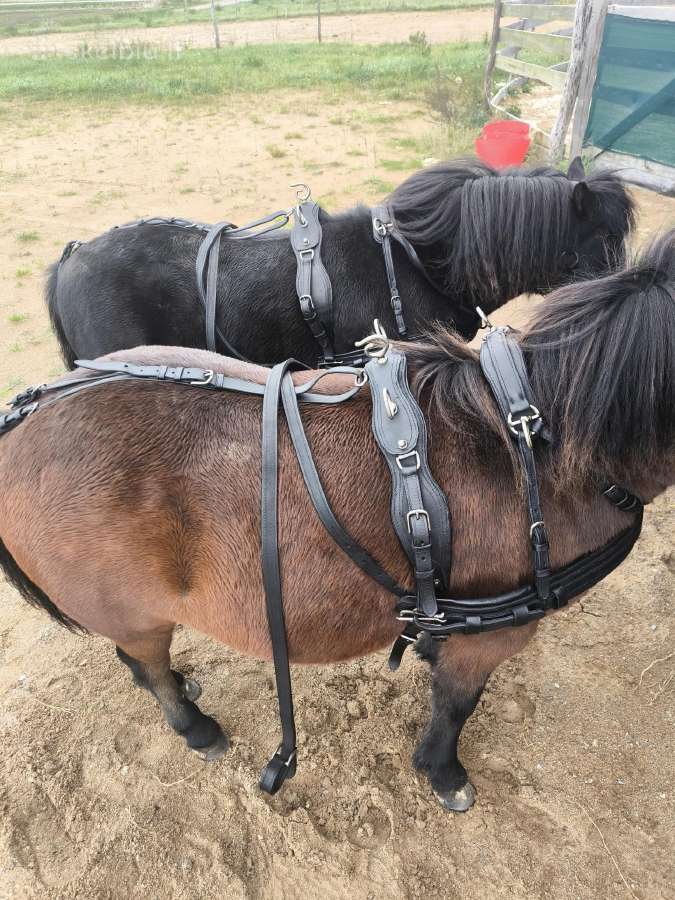 Poriniai pakinktai poniams - nuotraukos Nr. 6
