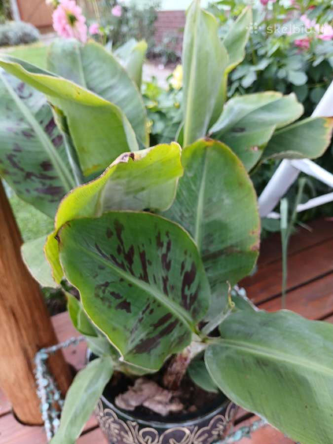 Kambarinės gėlės,dracena,bananai .3 nemaži. - nuotraukos Nr. 2