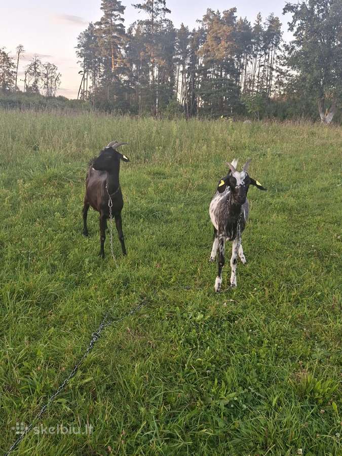 Parduodu dvi ožkytes beveik 1,5m. - nuotraukos Nr. 2
