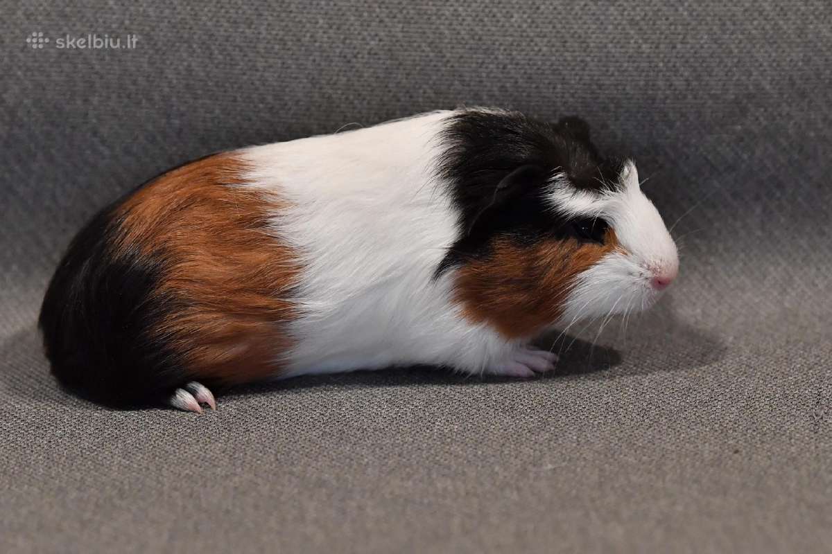 Jūrų kiaulytės - nuotraukos Nr. 24