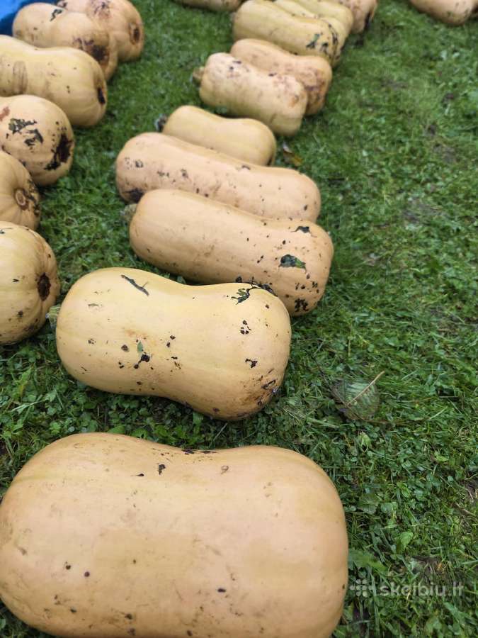 Sviestiniai, muskatiniai moliūgai - nuotraukos Nr. 2